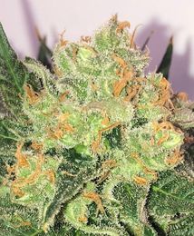 durban x cindy 99 seeds durban x cindy 99 seeds